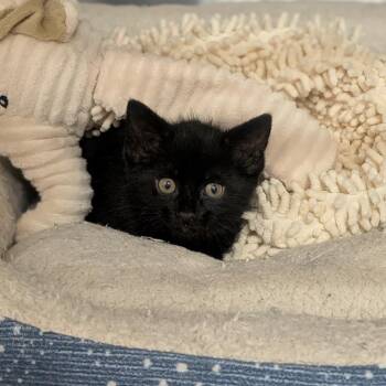 Licorice -  Domestic Short Hair Cat for Adoption in Prairie Du Chien, Wisconsin - Licorice | PetCurious