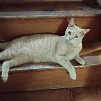 Domestic Short Hair Cats Available for Adoption in Johnstown, Pennsylvania - Bean | PetCurious