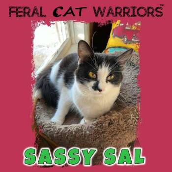 Domestic Short Hair Cats Available for Adoption - Sassy Sal | PetCurious