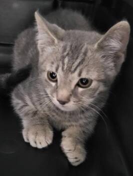 If 17 -  Domestic Short Hair Cat for Adoption in Lawrenceville, Georgia - If 17 | PetCurious