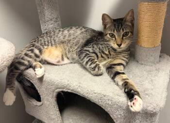 Nala -  Domestic Short Hair Cat for Adoption in Hudson, New Hampshire - Nala | PetCurious