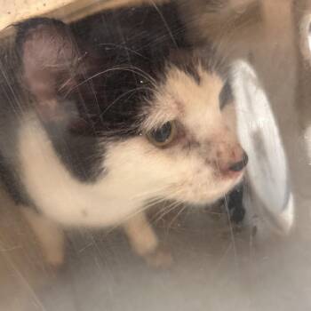 Domestic Short Hair Cats Available for Adoption - Coach | PetCurious