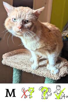 Rescue Domestic Short Hair Cats for Adoption in Saint-chrysostome, Quebec - Hector | PetCurious