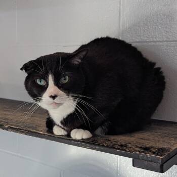 George -  Domestic Short Hair Cat for Adoption in Stafford, Virginia - George | PetCurious