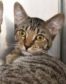 Lilly -  Domestic Short Hair Cat for Adoption in Monroe, Georgia - Lilly | PetCurious