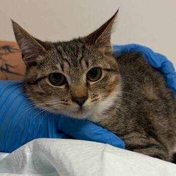 Lina -  Domestic Short Hair Cat for Adoption in Nashville, Tennessee - Lina | PetCurious