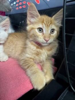*OBEE -  Domestic Medium Hair Cat for Adoption in Woodland, California - *OBEE | PetCurious