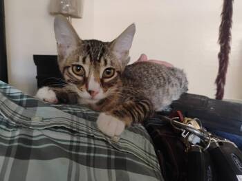 Max -  Domestic Short Hair and Tabby Cat for Adoption in Glendale, Arizona - Max | PetCurious