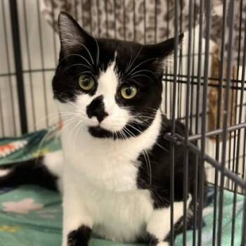 Rescue Domestic Short Hair Cats for Adoption in Overland Park, Kansas - Mystique | PetCurious