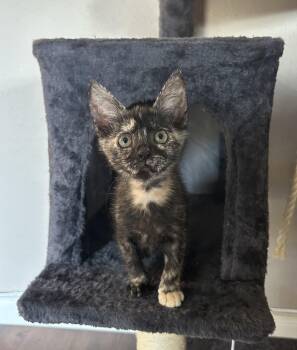 Rescue American Shorthair Cats for Adoption in Park Row, Texas - Fox | PetCurious