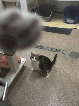 Cassie -  Domestic Short Hair Cat for Adoption in Holland, Michigan - Cassie | PetCurious