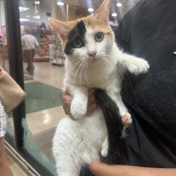 Odette -  Domestic Short Hair Cat for Adoption in Midland, Texas - Odette | PetCurious