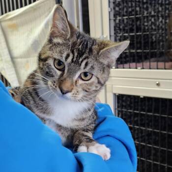 Rescue Domestic Short Hair Cats for Adoption in Camden, Delaware - Trouble | PetCurious