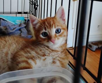 Curly -  Domestic Medium Hair Cat for Adoption in Woodland, California - Curly | PetCurious