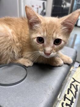 Alf -  Domestic Short Hair Cat for Adoption in Hopkinsville, Kentucky - Alf | PetCurious