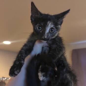 Janet Wood -  Domestic Short Hair Cat for Adoption in Woodbury, New Jersey - Janet Wood | PetCurious