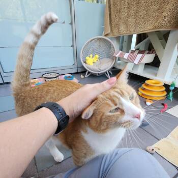 Enchilada -  Domestic Short Hair Cat for Adoption in Walker, Michigan - Enchilada | PetCurious
