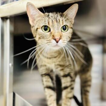 Rescue Domestic Short Hair Cats for Adoption in Jackson Township, New Jersey - Luna | PetCurious