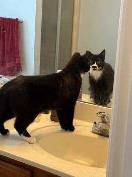 Domestic Short Hair Cats Available for Adoption - Happy | PetCurious