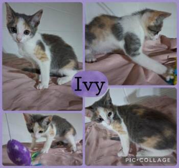 Ivy -  Domestic Short Hair Cat for Adoption in Wilkesboro, North Carolina - Ivy | PetCurious