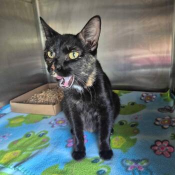 Pippa -  Domestic Short Hair Cat for Adoption in Summerlee, West Virginia - Pippa | PetCurious