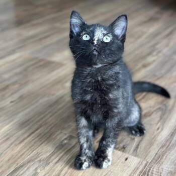 Rory -  Domestic Short Hair Cat for Adoption in Evansville, Indiana - Rory | PetCurious
