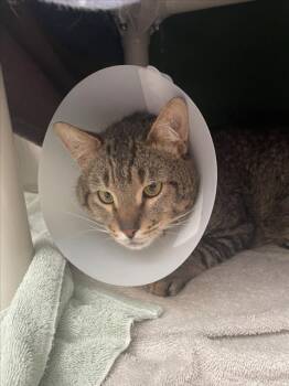 Domestic Short Hair Cats Available for Adoption in Derwood, Maryland - SHRUG | PetCurious