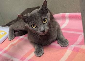 A551677 -  Domestic Short Hair Cat for Adoption in Moreno Valley, California - A551677 | PetCurious