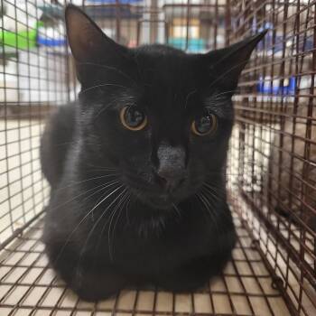 Rescue Domestic Short Hair Cats for Adoption in Lake Panasoffkee, Florida - 1 | PetCurious