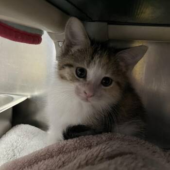 Domestic Short Hair Cats Available for Adoption in Mentor, Ohio - Taquito | PetCurious