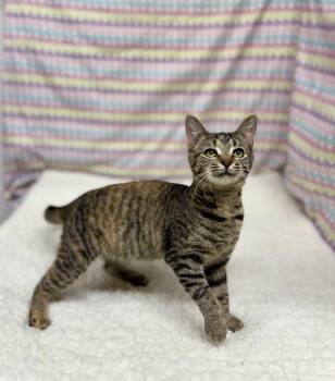 Domestic Short Hair Cats Available for Adoption - Cleo | PetCurious