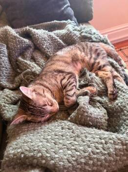 Joule -  Domestic Short Hair Cat for Adoption in Cincinnati, Ohio - Joule | PetCurious
