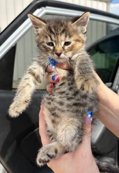 Tigress -  Domestic Short Hair Cat for Adoption in Gillette, Wyoming - Tigress | PetCurious