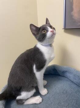 Pawtato Tot -  Domestic Short Hair Cat for Adoption in Salinas, California - Pawtato Tot | PetCurious