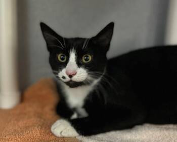 Eloise -  Domestic Short Hair Cat for Adoption in Raleigh, North Carolina - Eloise | PetCurious