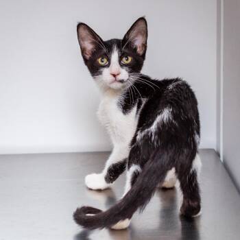Larry -  Domestic Short Hair Cat for Adoption in Hattiesburg, Mississippi - Larry | PetCurious