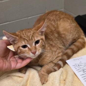 Woodstock -  Domestic Short Hair Cat for Adoption in Bristol, Indiana - Woodstock | PetCurious