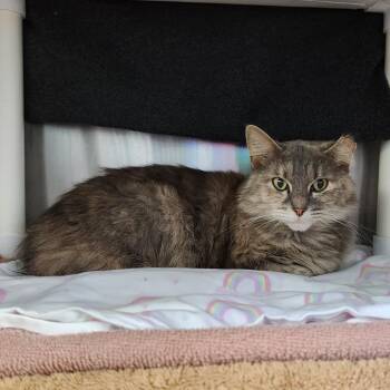 Caine -  Domestic Medium Hair Cat for Adoption in Walker, Michigan - Caine | PetCurious