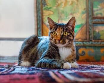 Tabby and Calico Cats Available for Adoption in Boulder, Colorado - Lucy - Gorgeous Tabico | PetCurious