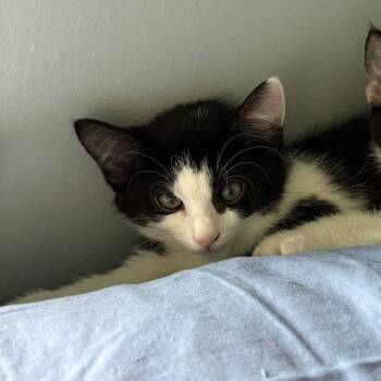 Pearl -  Domestic Short Hair Cat for Adoption in Wilmington, Delaware - Pearl | PetCurious