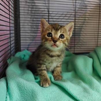 American Shorthair Cats Available for Adoption in New Orleans, Louisiana - Hang | PetCurious