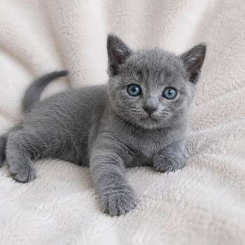 Russian Blue Cats Available for Adoption in Tucson, Arizona - Eve | PetCurious