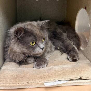 Ghost 26-06-070 -  Domestic Medium Hair Cat for Adoption in Bastrop, Texas - Ghost 26-06-070 | PetCurious
