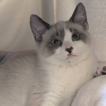 Rescue Domestic Short Hair Cats for Adoption in Sonoma, California - Alder | PetCurious