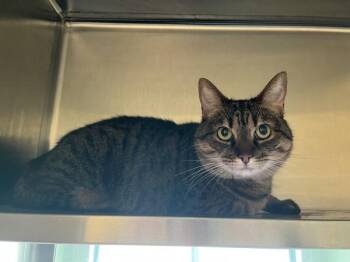 Domestic Medium Hair Cats Available for Adoption in Stratham, New Hampshire - Rain | PetCurious