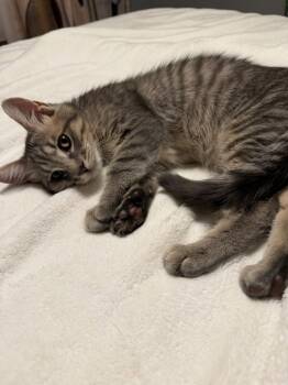 Clyde -  Tabby and Domestic Short Hair Cat for Adoption in Ringwood, New Jersey - Clyde | PetCurious