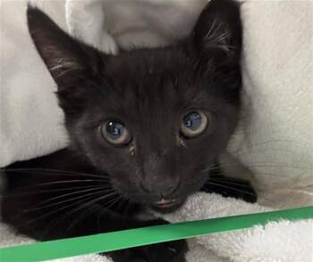 A883843 -  Domestic Short Hair Cat for Adoption in Camarillo, California - A883843 | PetCurious