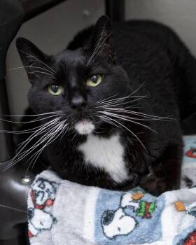 Blackie -  Domestic Short Hair Cat for Adoption in Boone, Iowa - Blackie | PetCurious