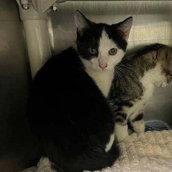 Domestic Short Hair Cats Available for Adoption in Bedford, New Hampshire - Alberta | PetCurious