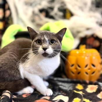 H.P. Lovecraft -  Domestic Short Hair Cat for Adoption in Fredericksburg, Virginia - H.P. Lovecraft | PetCurious